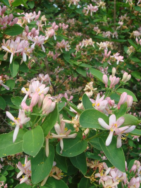 Lonicera tatsienensis fleur P1C